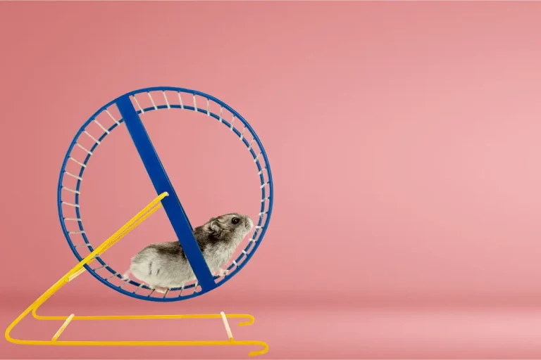 Hamster on a Hamster wheel